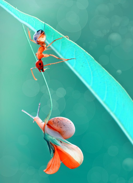 Insects