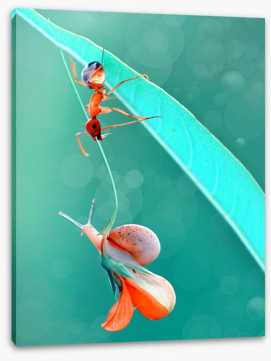 Insects
