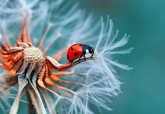 Insects