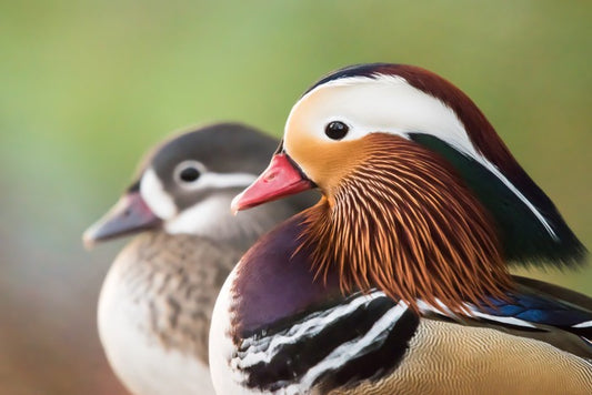 Birds