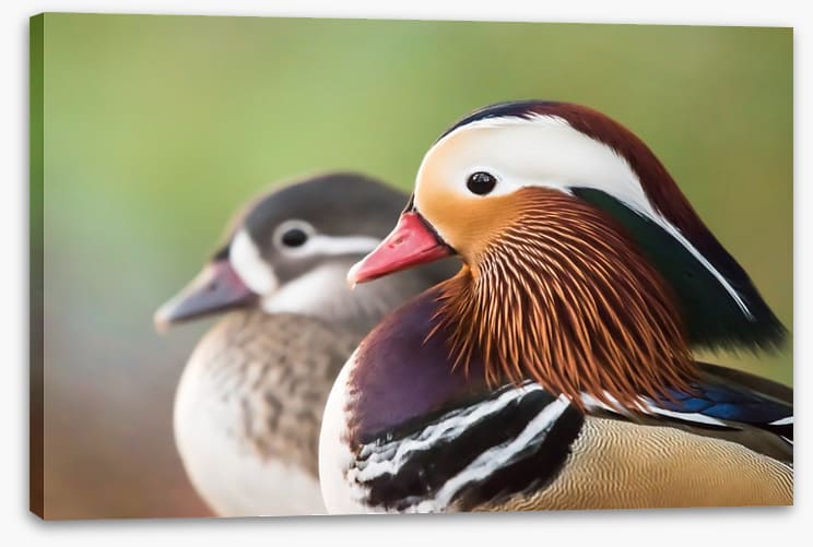 Birds