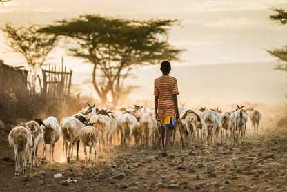 Hometime herd