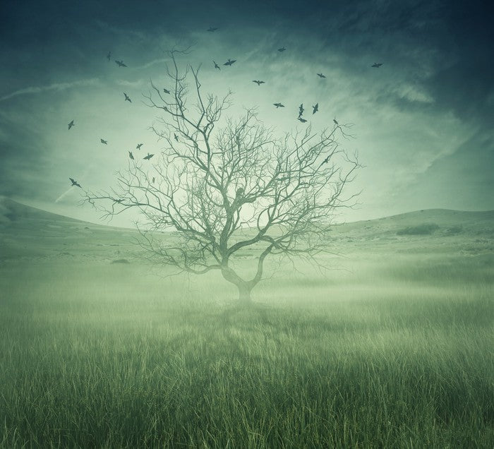 Alone with the birds