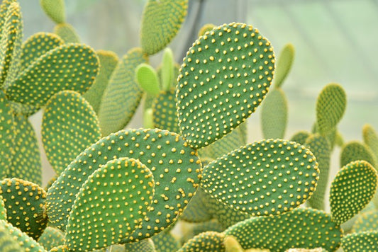Cactus curves