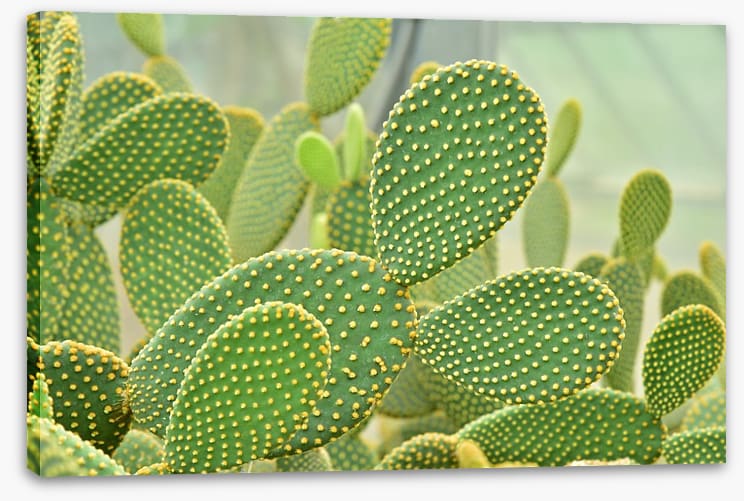 Cactus curves