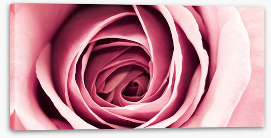 Delicate petals