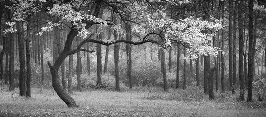 The wood from the trees
