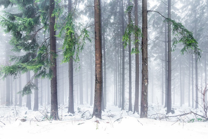 Snowfall greens
