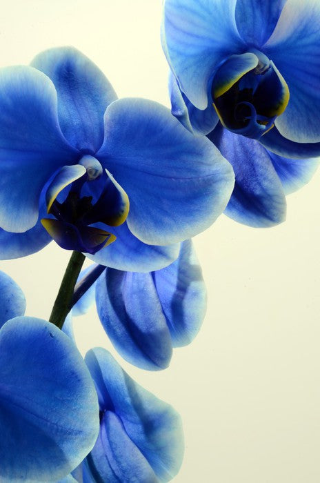 Orchid blues