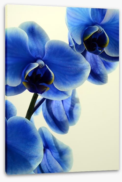 Orchid blues