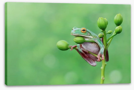 Reptiles / Amphibian