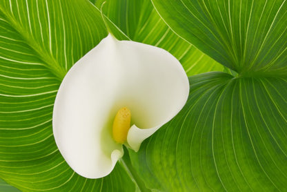 White calla lily