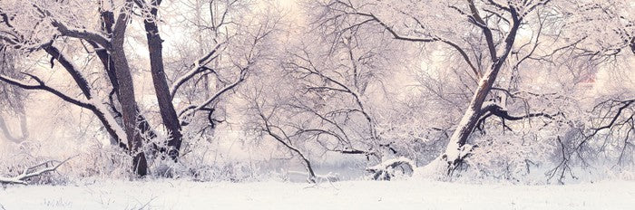 Soft snow branches