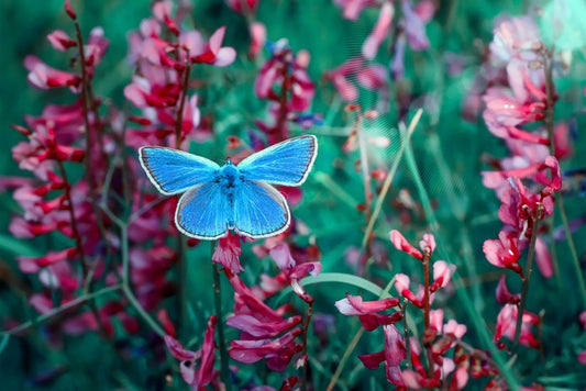 Insects