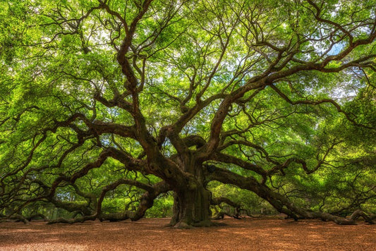 Branch out