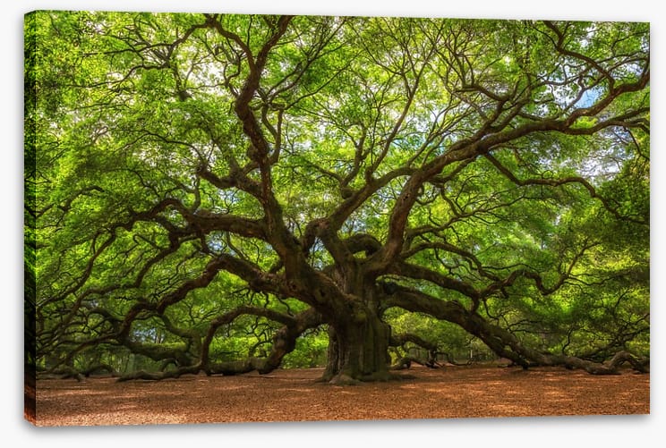 Branch out