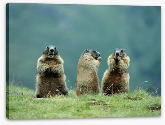 The three marmots