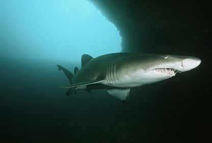 Fish / Aquatic