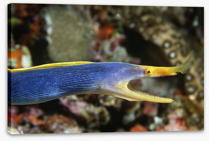 Fish / Aquatic