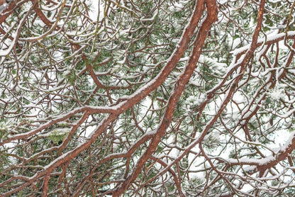 Trees
