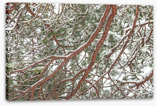 Trees