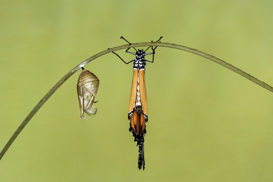 Insects