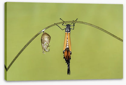 Insects