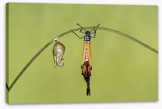 Insects