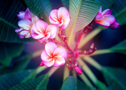 Frangipani focus