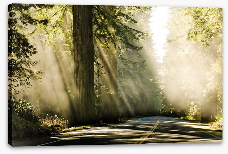 Road through the redwoods