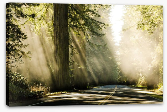 Road through the redwoods