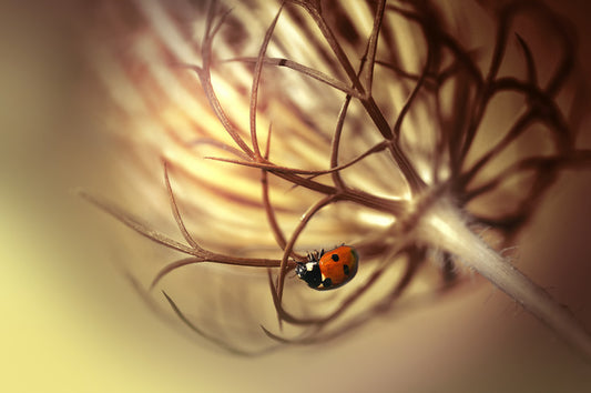 Insects
