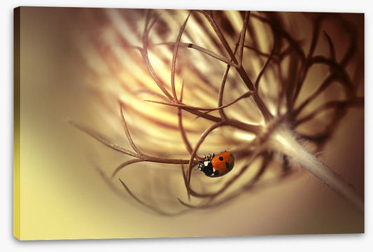 Insects