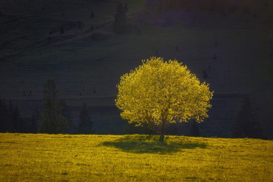 Trees