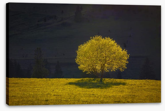 Trees