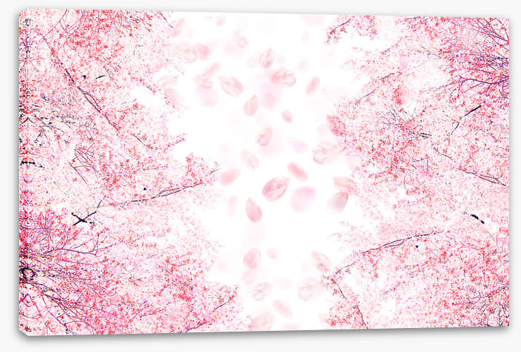 Blossom in the breeze