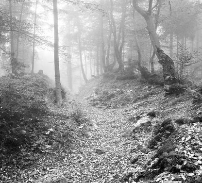 Deep in the forest