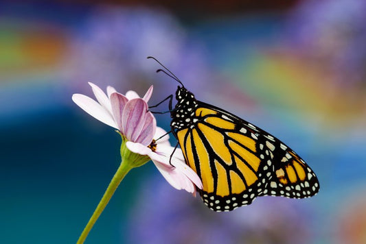 Monarch of spring
