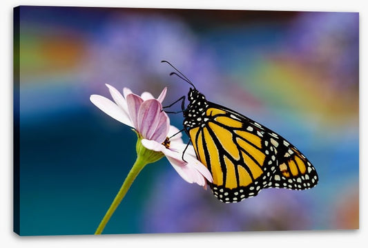 Monarch of spring