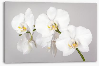 White orchid branch