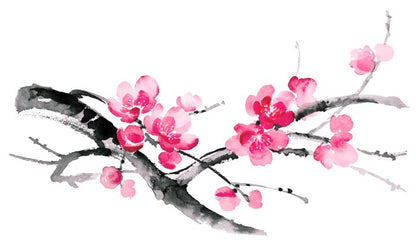 Cherry blossom branch