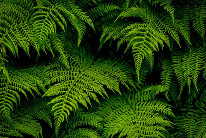 Leaves