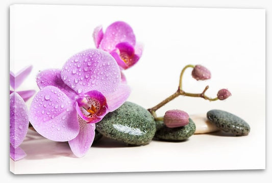 Pink orchid peace