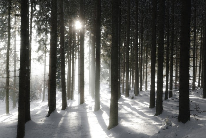 Black forest sunlight