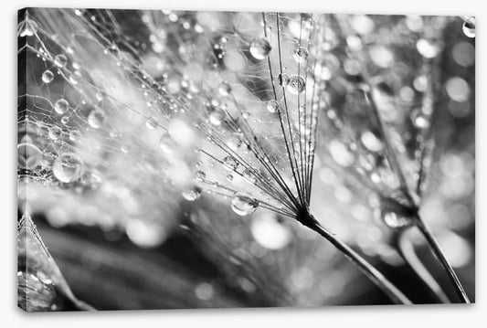 In the raindrops
