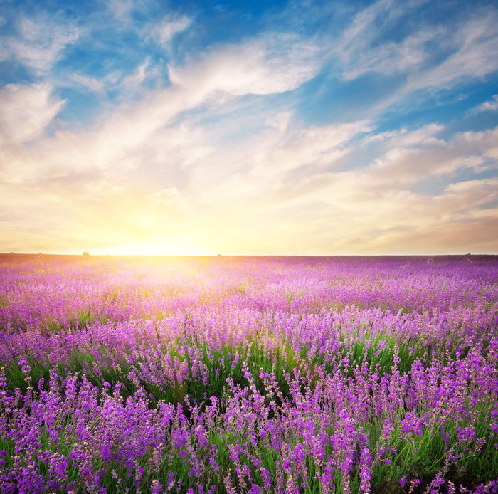 Lavender horizons