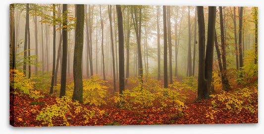 Forests