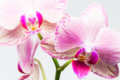 Up close and orchid