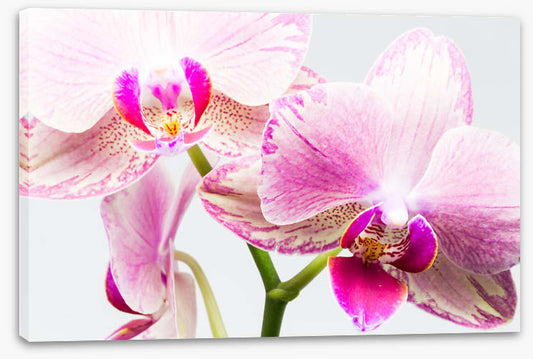 Up close and orchid