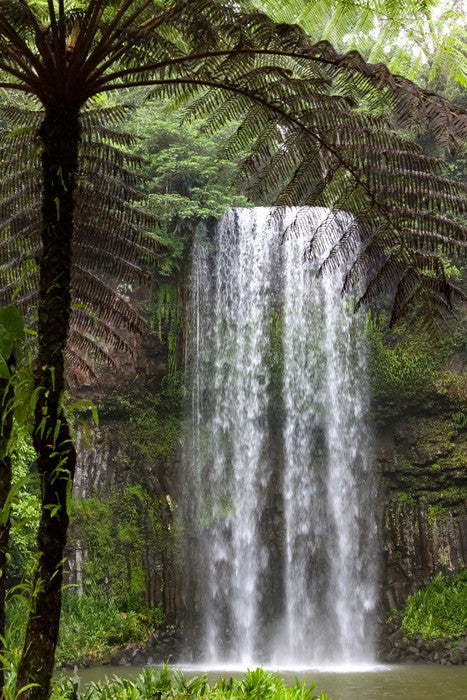 Ferns and falls